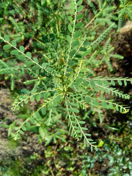 Phyllanthus Urinaria Meniran Komorní Hořká Chaluha Drtič Kamenů Kameník Leafflower — Stock fotografie