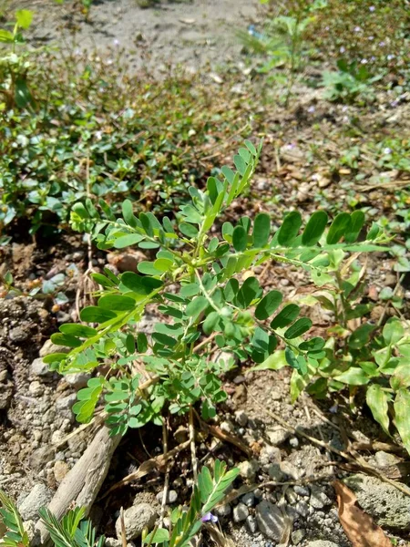 Phyllanthus Urinaria Meniran Θάλαμο Πικρό Gripewed Shatterstone Stonebreaker Leafflower Φυσικό — Φωτογραφία Αρχείου