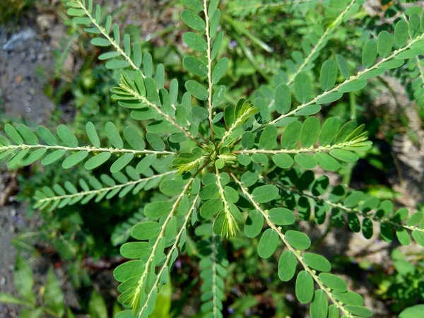 Phyllanthus Urinaria Meniran Chambre Amère Gripeweed Shatterstone Brise Pierres Leafflower — Photo