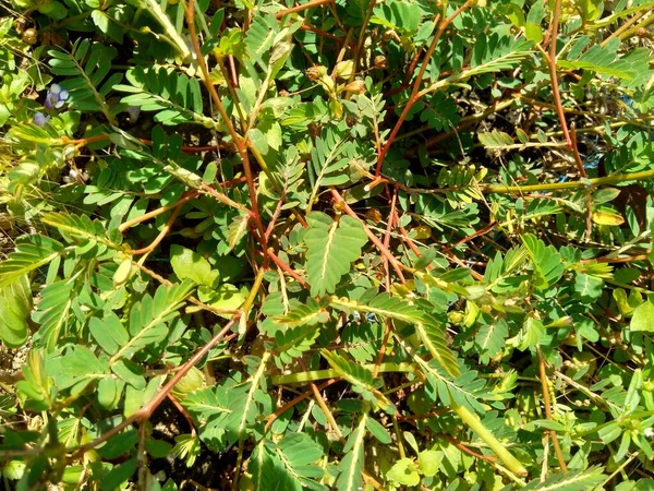 Phyllanthus Urinaria Meniran Θάλαμο Πικρό Gripewed Shatterstone Stonebreaker Leafflower Φυσικό — Φωτογραφία Αρχείου