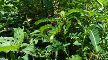 Phyllanthus idrar (meniran, oda acı, gripeweed, kırlantaş, taş kırıcı, yaprak çiçeği) doğal bir arka plana sahiptir. Yapraklar uçta büyük ve minyonlara doğru küçüktür..