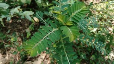 Phyllanthus idrar (meniran, oda acı, gripeweed, kırlantaş, taş kırıcı, yaprak çiçeği) doğal bir arka plana sahiptir. Yapraklar uçta büyük ve minyonlara doğru küçüktür..