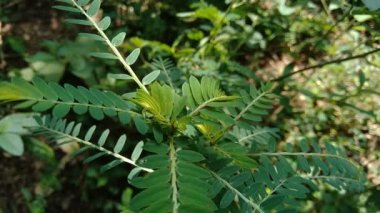Phyllanthus idrar (meniran, oda acı, gripeweed, kırlantaş, taş kırıcı, yaprak çiçeği) doğal bir arka plana sahiptir. Yapraklar uçta büyük ve minyonlara doğru küçüktür..