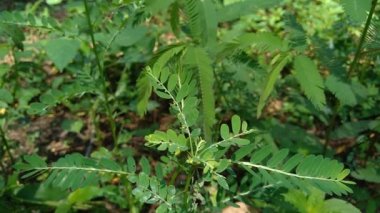 Phyllanthus idrar (meniran, oda acı, gripeweed, kırlantaş, taş kırıcı, yaprak çiçeği) doğal bir arka plana sahiptir. Yapraklar uçta büyük ve minyonlara doğru küçüktür..