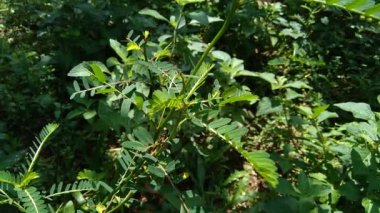 Phyllanthus idrar (meniran, oda acı, gripeweed, kırlantaş, taş kırıcı, yaprak çiçeği) doğal bir arka plana sahiptir. Yapraklar uçta büyük ve minyonlara doğru küçüktür..
