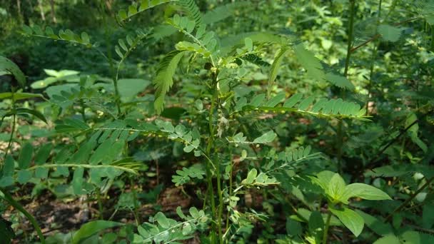Phyllanthus Urinaria Meniran Kammare Bitter Gripeweed Splittrad Stenbrytare Leafflower Med — Stockvideo