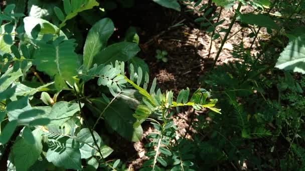 Phyllanthus Urinaria Meniran Cámara Amarga Gripeweed Shatterstone Stonebreaker Leafflower Con — Vídeos de Stock