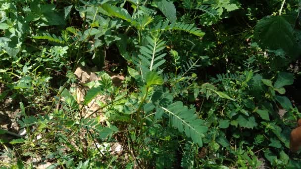 Phyllanthus Urinaria Meniran Cámara Amarga Gripeweed Shatterstone Stonebreaker Leafflower Con — Vídeo de stock