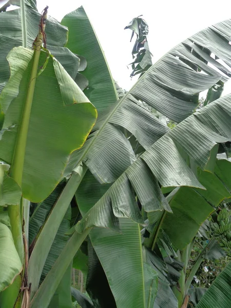 Zavřít Banán Strom Přirozeným Pozadím — Stock fotografie