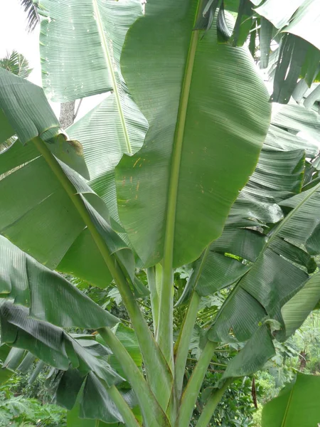 Bananenbaum Aus Nächster Nähe Mit Natürlichem Hintergrund — Stockfoto
