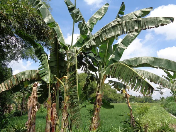Закрыть Банановое Дерево Естественном Фоне — стоковое фото