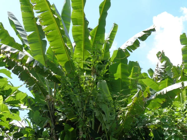 Cerrar Árbol Plátano Con Fondo Natural —  Fotos de Stock