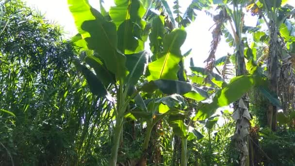 Bananenbaum Aus Nächster Nähe Mit Natürlichem Hintergrund — Stockvideo