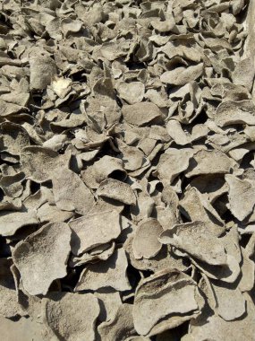 Gadung krakerleri (Kerupuk Gadung ya da krupuk gadung olarak adlandırılan Endonezya krakerleri) hala kurumakta. Zehri kül ile israf etme süreci. Kerupuk, Endonezya 'dan ünlü bir aperatif..