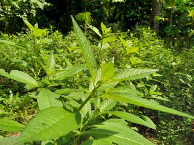 Sida acuta (aslo olarak da bilinir, sidaguri, sidogori) doğal arka plana sahiptir. Malvaceae familyasından bir bitki türü, Malvaceae. Sida acuta istilacı bir tür olarak kabul edilir.