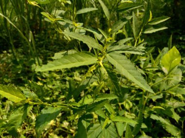 Sida acuta (aslo olarak da bilinir, sidaguri, sidogori) doğal arka plana sahiptir. Malvaceae familyasından bir bitki türü, Malvaceae. Sida acuta istilacı bir tür olarak kabul edilir.