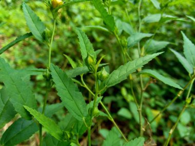 Sida acuta (aslo olarak da bilinir, sidaguri, sidogori) doğal arka plana sahiptir. Malvaceae familyasından bir bitki türü, Malvaceae. Sida acuta istilacı bir tür olarak kabul edilir.