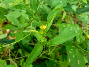 Sida acuta (aslo olarak da bilinir, sidaguri, sidogori) doğal arka plana sahiptir. Malvaceae familyasından bir bitki türü, Malvaceae. Sida acuta istilacı bir tür olarak kabul edilir.