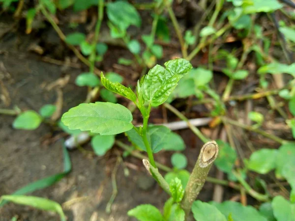 Sida Acuta Aslo Zwane Zwyczajnym Wodorostem Sidaguri Sidogori Naturalnym Tłem — Zdjęcie stockowe