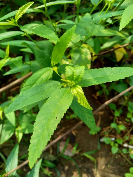 Sida acuta (aslo called common wireweed, sidaguri,sidogori) with natural background. This plant species of flowering plant in the mallow family, Malvaceae. Sida acuta is considered an invasive species