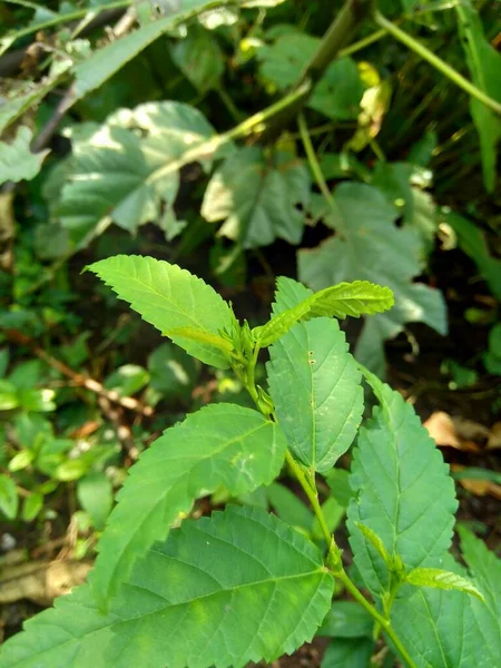 Sida acuta (aslo called common wireweed, sidaguri,sidogori) with natural background. This plant species of flowering plant in the mallow family, Malvaceae. Sida acuta is considered an invasive species