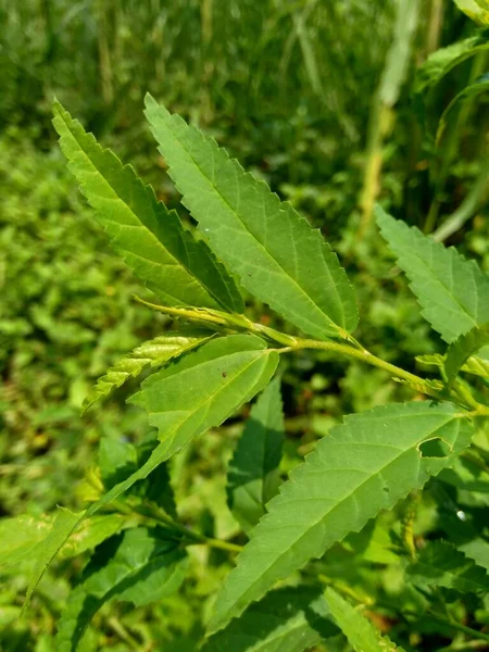 Sida Acuta Aslo Genoemd Gemeenschappelijk Wireweed Sidaguri Sidogori Met Een — Stockfoto