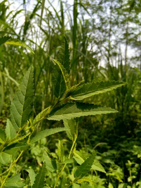 Sida Acuta Aslo Disebut Wireweed Umum Sidaguri Sidogori Dengan Latar — Stok Foto