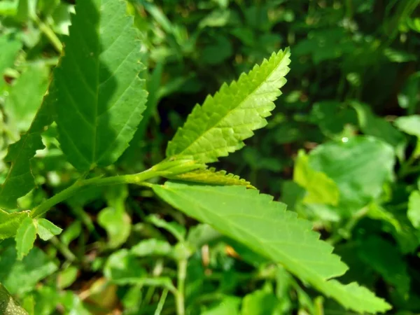 Sida Acuta Aslo Llamado Wireweed Común Sidaguri Sidogori Con Fondo — Foto de Stock