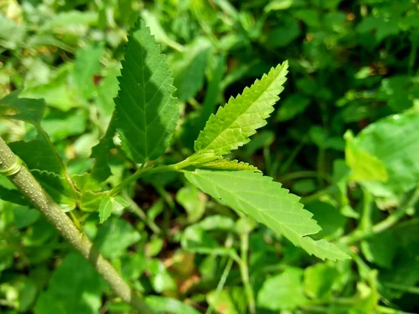 아쿠타 보통의 잡초라고 불리는 자연적 배경을 가지고 Malvaceae 현화식물의 일종이다 — 스톡 사진