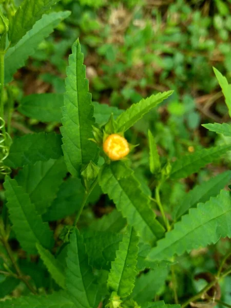 Sida acuta (aslo called common wireweed, sidaguri,sidogori) with natural background. This plant species of flowering plant in the mallow family, Malvaceae. Sida acuta is considered an invasive species