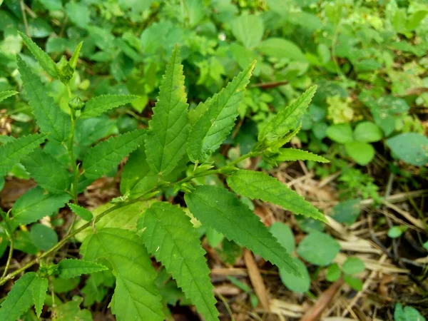 아쿠타 보통의 잡초라고 불리는 자연적 배경을 가지고 Malvaceae 현화식물의 일종이다 — 스톡 사진