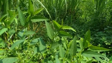Sida acuta (aslo olarak da bilinir, sidaguri, sidogori) doğal arka plana sahiptir. Malvaceae familyasından bir bitki türü, Malvaceae. Sida acuta istilacı bir tür olarak kabul edilir.