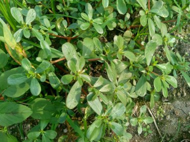 Portekiz oleracea (ayrıca krokot, gelang biasa, Resereyan, purslane, verdolaga, kırmızı kök, pursley olarak da bilinir) doğal bir geçmişe sahiptir. Bitki ve bitkisel bitki olarak kullanılan bu bitki