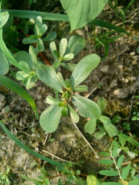 Portekiz oleracea (ayrıca krokot, gelang biasa, Resereyan, purslane, verdolaga, kırmızı kök, pursley olarak da bilinir) doğal bir geçmişe sahiptir. Bitki ve bitkisel bitki olarak kullanılan bu bitki