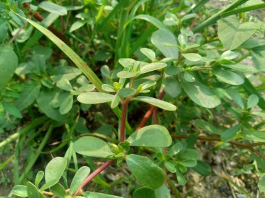 Portekiz oleracea (ayrıca krokot, gelang biasa, Resereyan, purslane, verdolaga, kırmızı kök, pursley olarak da bilinir) doğal bir geçmişe sahiptir. Bitki ve bitkisel bitki olarak kullanılan bu bitki