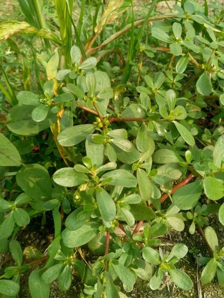 Portekiz oleracea (ayrıca krokot, gelang biasa, Resereyan, purslane, verdolaga, kırmızı kök, pursley olarak da bilinir) doğal bir geçmişe sahiptir. Bitki ve bitkisel bitki olarak kullanılan bu bitki