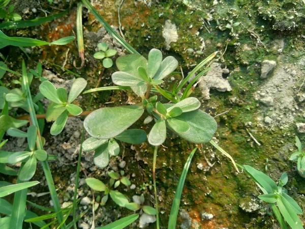 Portulaca Oleracea Também Chamado Krokot Gelang Biasa Resereyan Purslane Comum — Fotografia de Stock