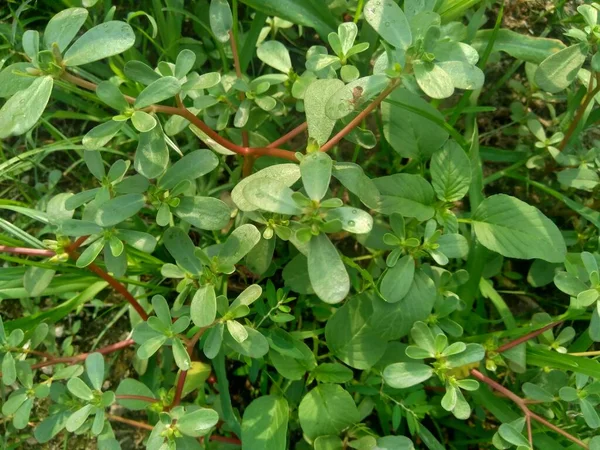 Portulaca Oleracea Também Chamado Krokot Gelang Biasa Resereyan Purslane Comum — Fotografia de Stock