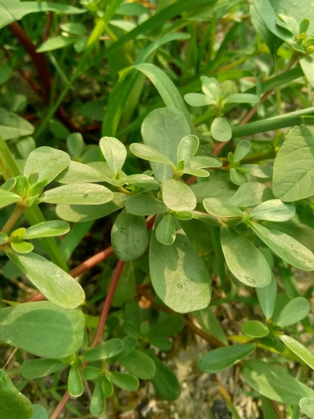 Portulaca Oleracea Também Chamado Krokot Gelang Biasa Resereyan Purslane Comum — Fotografia de Stock