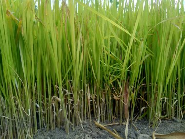 Pirincin doğal arkaplanını kapatın. Pirinç tohum yatağında. Pirinç çok sarı ve yeşil görünüyor..