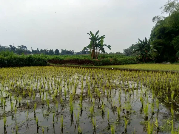 Gros Plan Sur Riz Origine Naturelle Riz Est Sur Lit — Photo