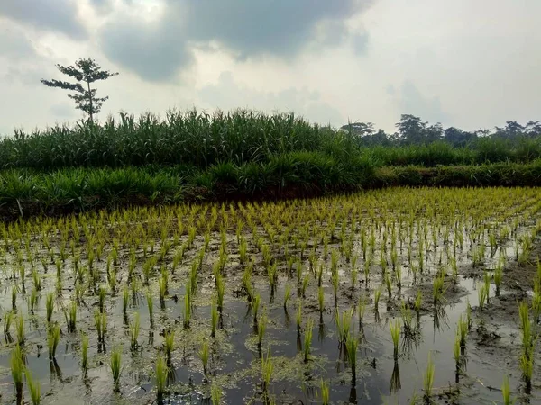 Κοντινό Πλάνο Του Ρυζιού Φυσικό Υπόβαθρο Ρύζι Είναι Στο Σπορόφυτα — Φωτογραφία Αρχείου