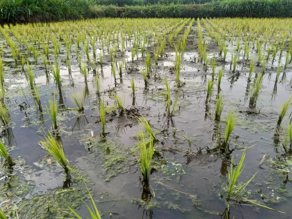Pirincin Doğal Arkaplanını Kapatın Pirinç Tohum Yatağında Pirinç Çok Sarı — Stok fotoğraf