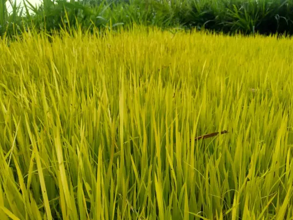 Close Rice Natural Background Rice Seedbed Rice Looks Yellow Green — Stock Photo, Image