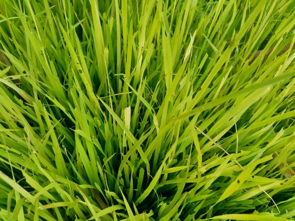 Close Rice Natural Background Rice Seedbed Rice Looks Yellow Green — Stock Photo, Image
