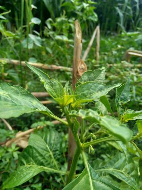 Doğal bir geçmişi olan yeşil, soğuk yapraklar.. 