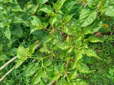 Doğal bir geçmişi olan yeşil, soğuk yapraklar.. 