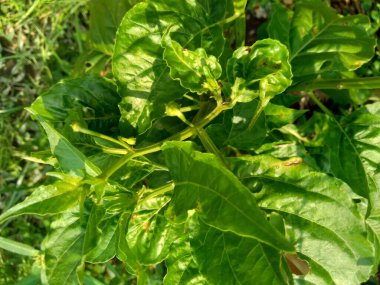 Doğal bir geçmişi olan yeşil, soğuk yapraklar.. 