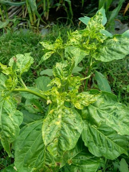 Young green chilly leaves with a natural background.