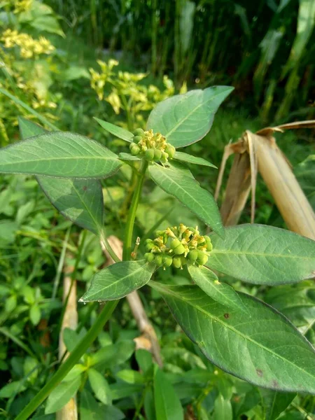 Euphorbia Heterophylla Aussi Connue Comme Plante Incendie Euphorbe Peinte Poinsettia — Photo